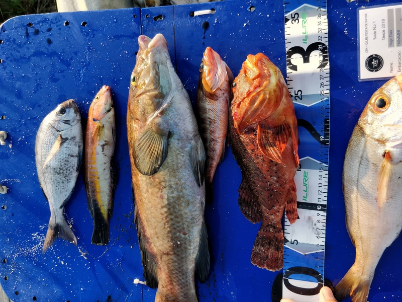 Fish Measure Picture