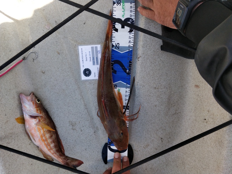 Fish Measure Picture