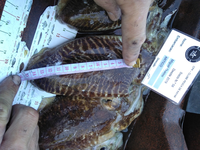Fish Measure Picture