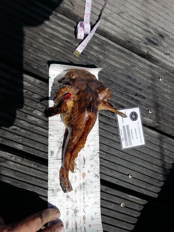 Fish Measure Picture