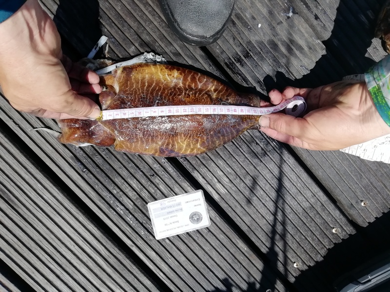 Fish Measure Picture