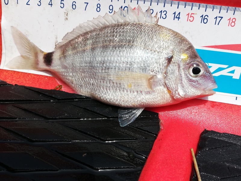 Fish Measure Picture