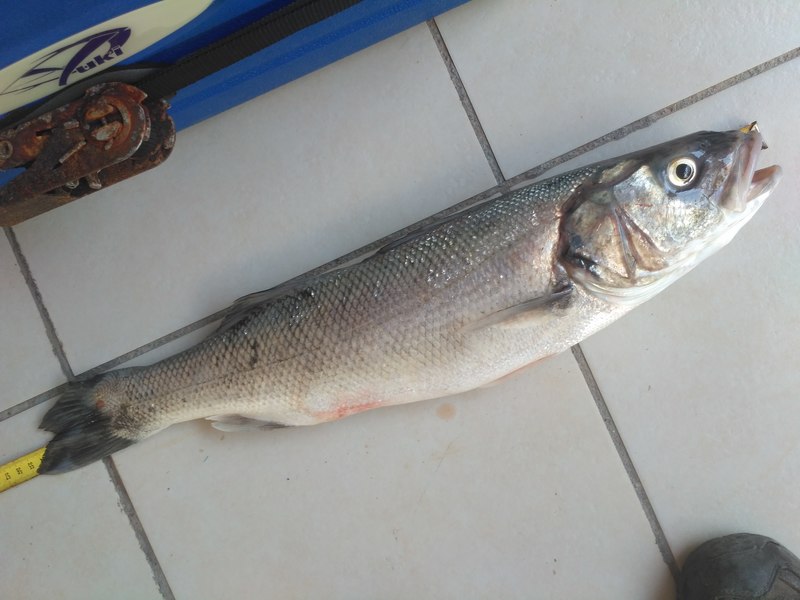 Fish Measure Picture