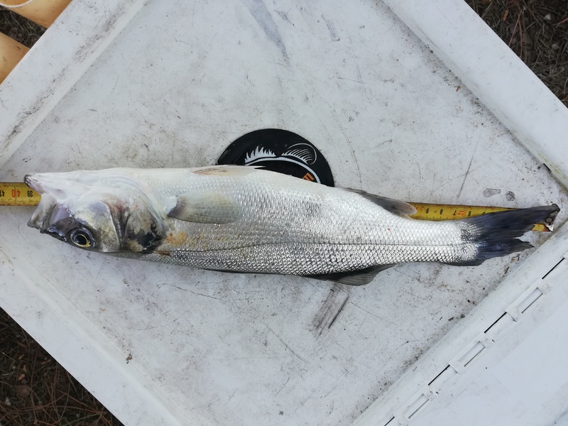 Fish Measure Picture