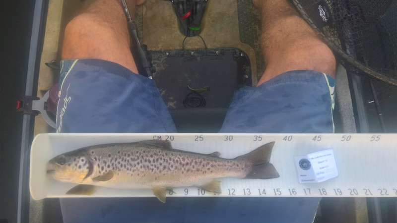 Fish Measure Picture