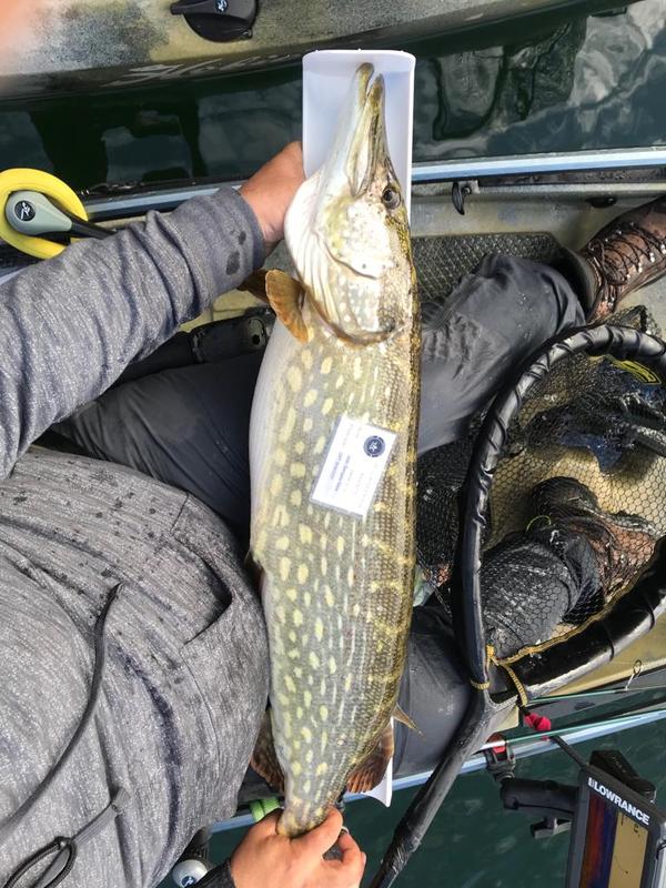 Fish Measure Picture