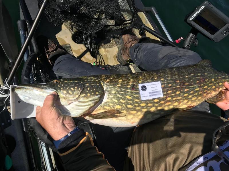 Fish Measure Picture