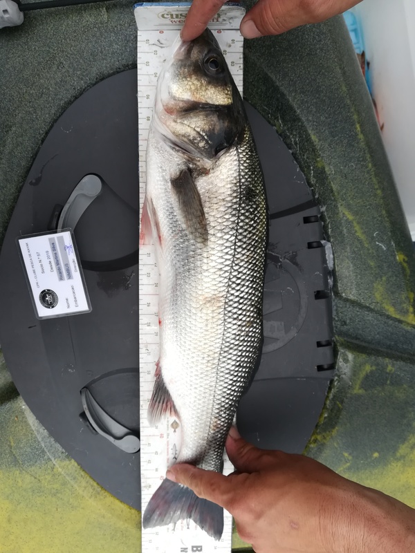 Fish Measure Picture