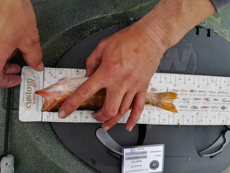 Fish Measure Picture