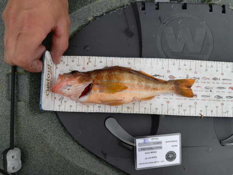 Fish Measure Picture