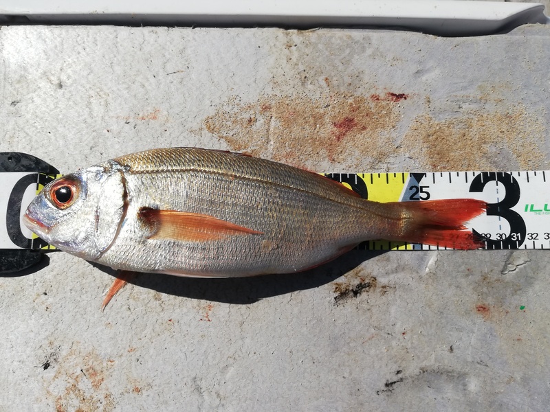 Fish Measure Picture
