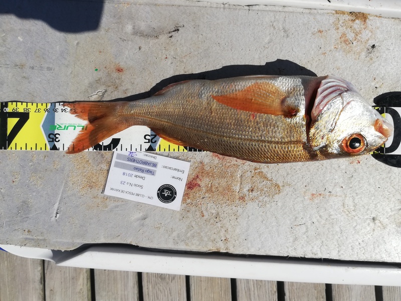 Fish Measure Picture