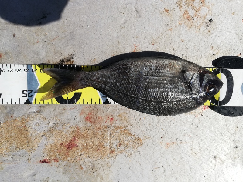 Fish Measure Picture