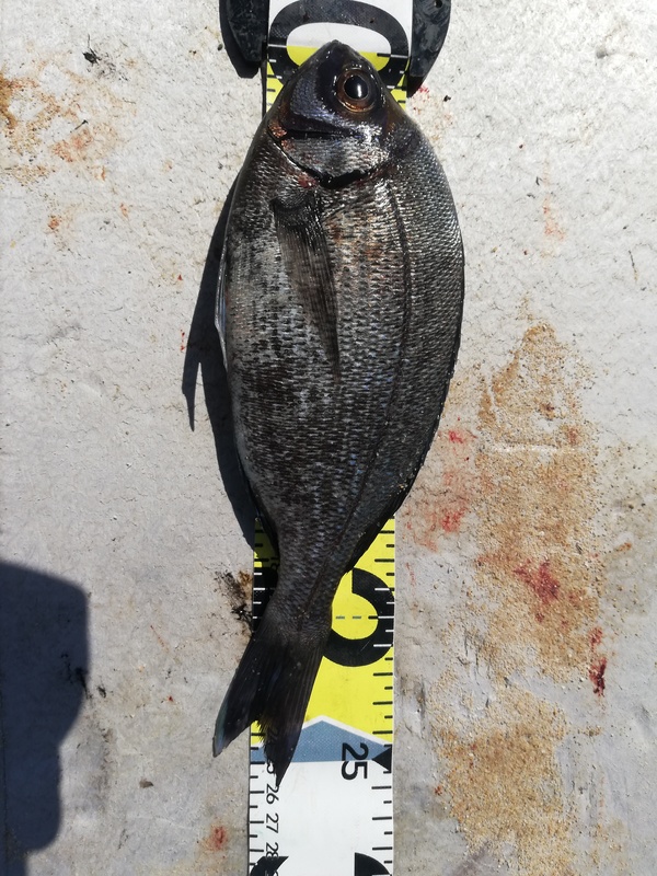 Fish Measure Picture