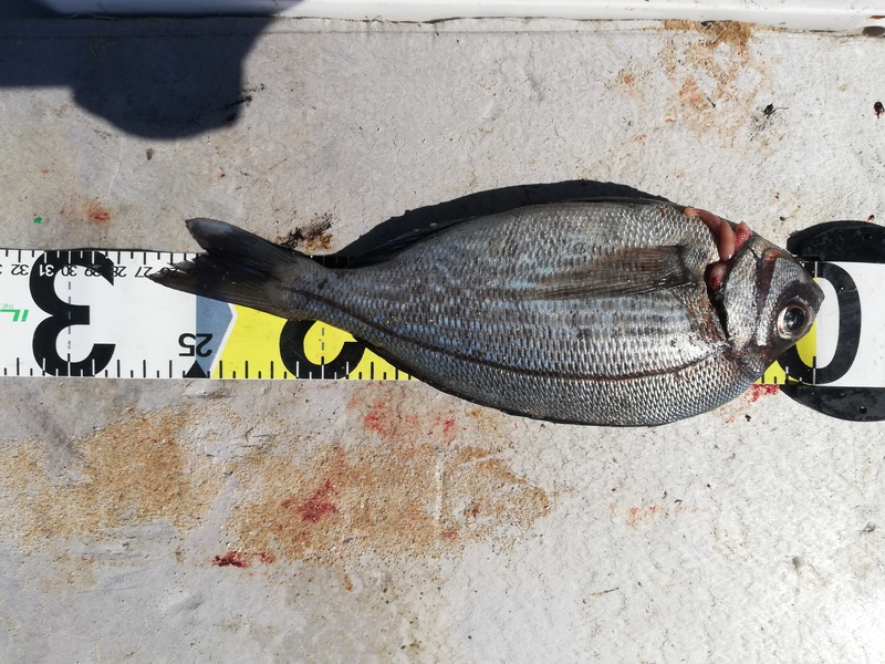 Fish Measure Picture