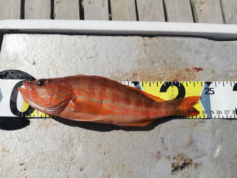 Fish Measure Picture