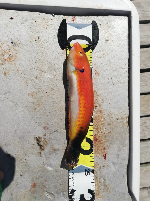 Fish Measure Picture