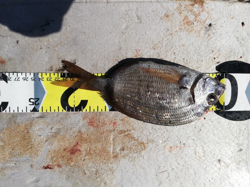Fish Measure Picture