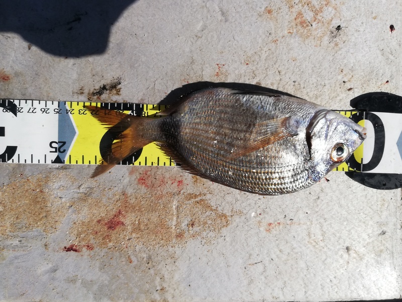 Fish Measure Picture