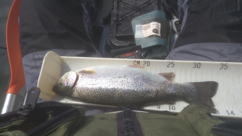 Fish Measure Picture