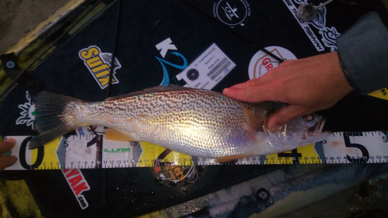 Fish Measure Picture