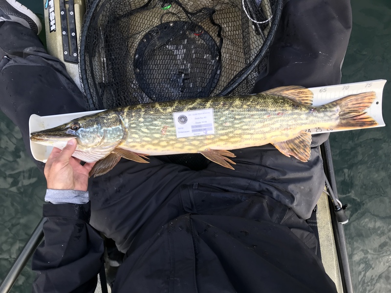 Fish Measure Picture