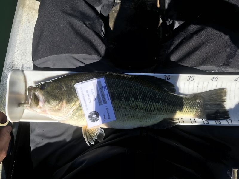 Fish Measure Picture