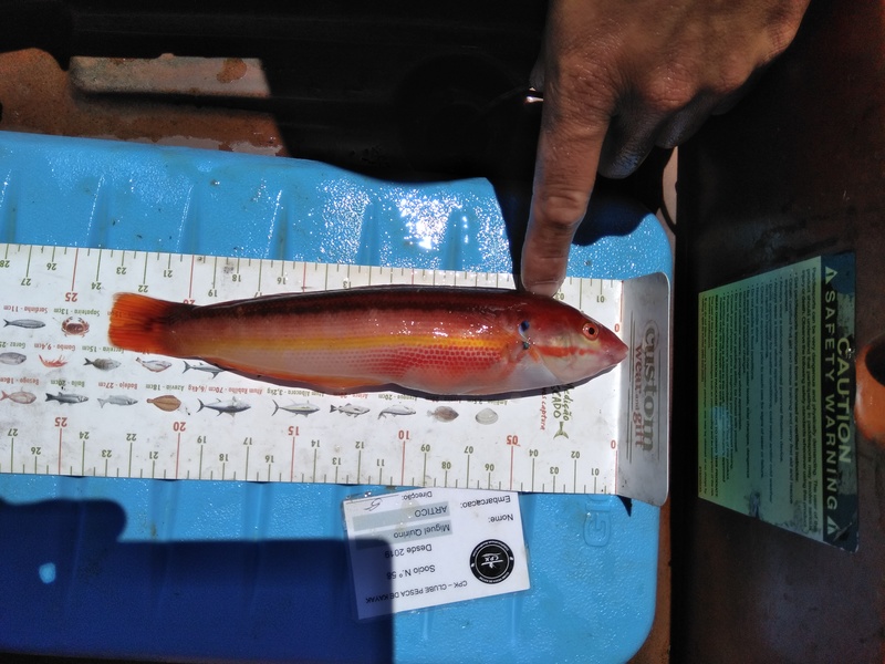 Fish Measure Picture