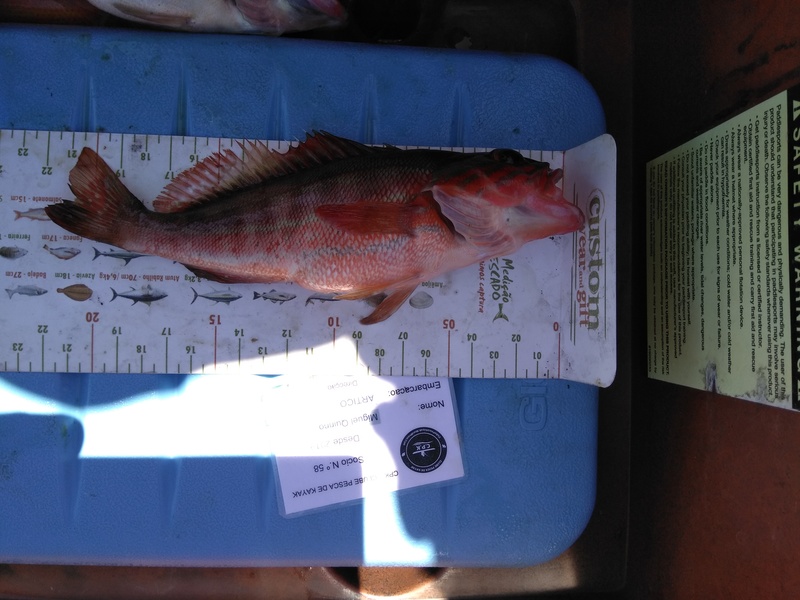 Fish Measure Picture