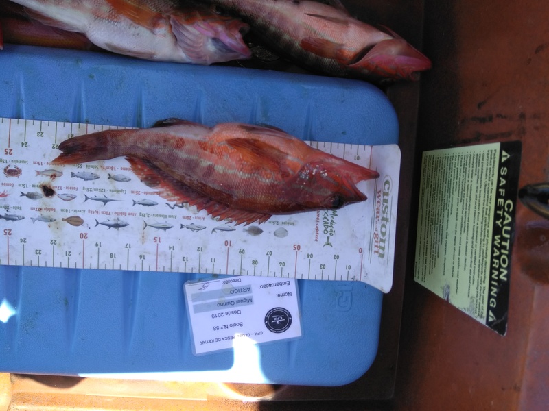 Fish Measure Picture