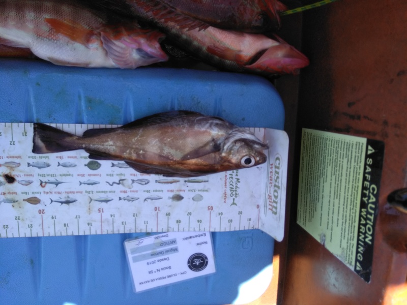 Fish Measure Picture