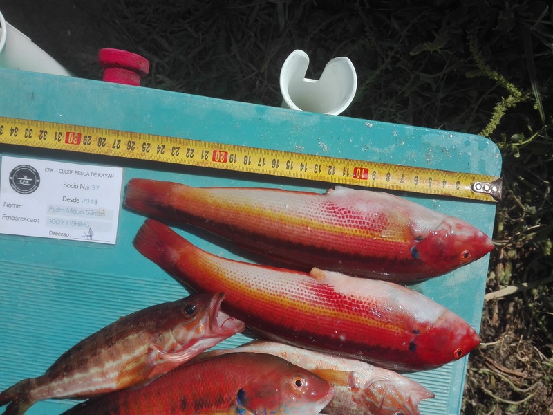 Fish Measure Picture