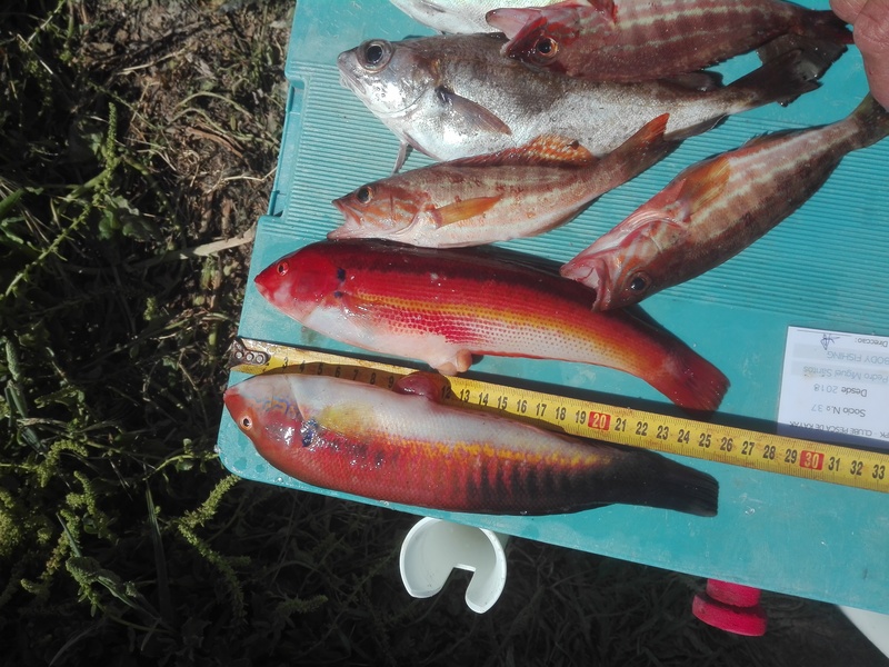 Fish Measure Picture