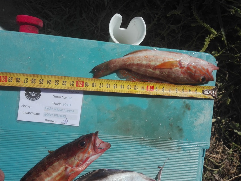 Fish Measure Picture