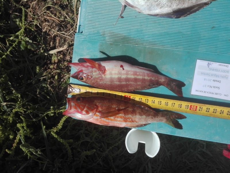 Fish Measure Picture
