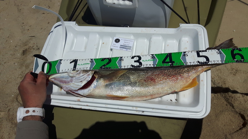 Fish Measure Picture