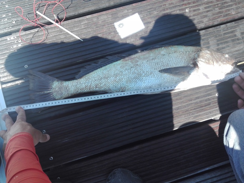 Fish Measure Picture