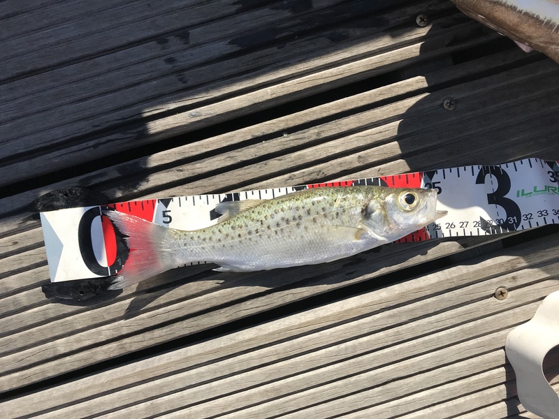 Fish Measure Picture