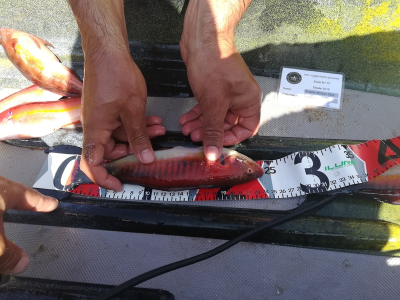 Fish Measure Picture