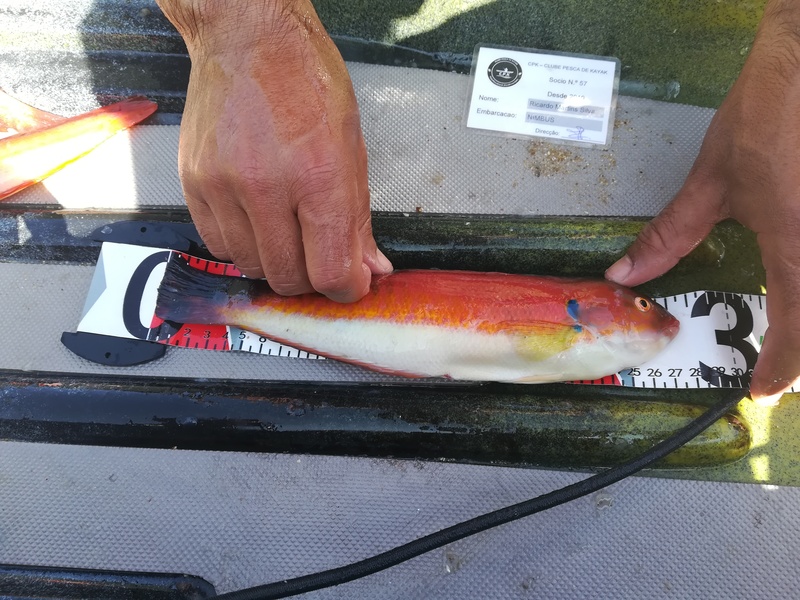 Fish Measure Picture