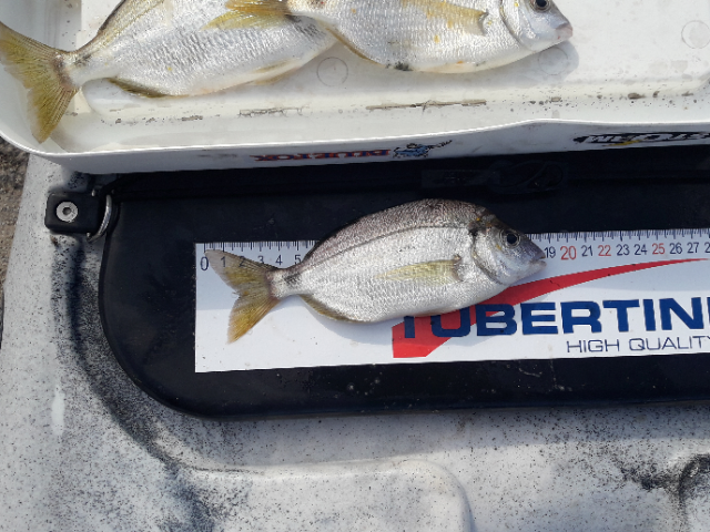 Fish Measure Picture
