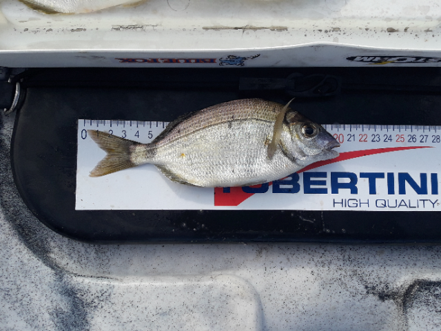 Fish Measure Picture