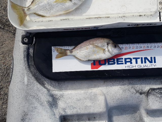 Fish Measure Picture