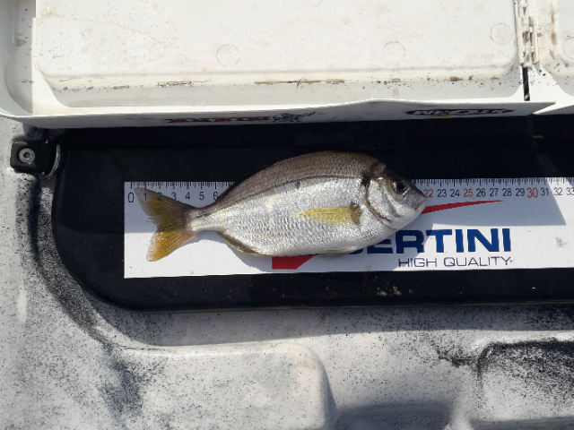 Fish Measure Picture