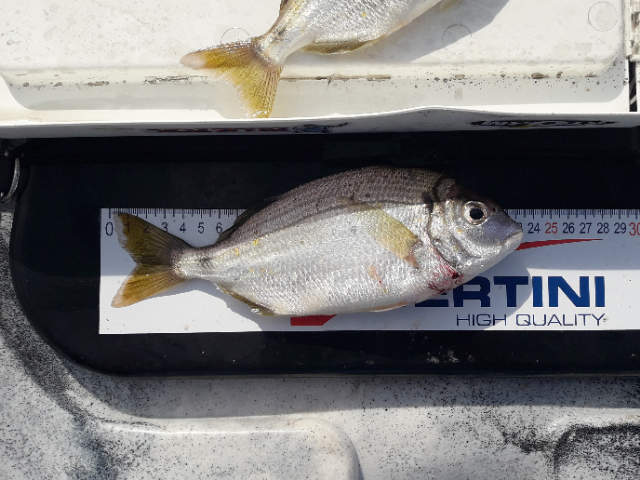 Fish Measure Picture