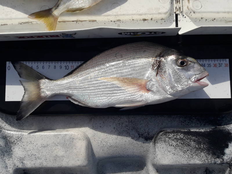 Fish Measure Picture