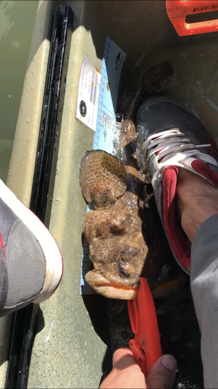 Fish Measure Picture