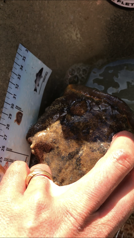 Fish Measure Picture
