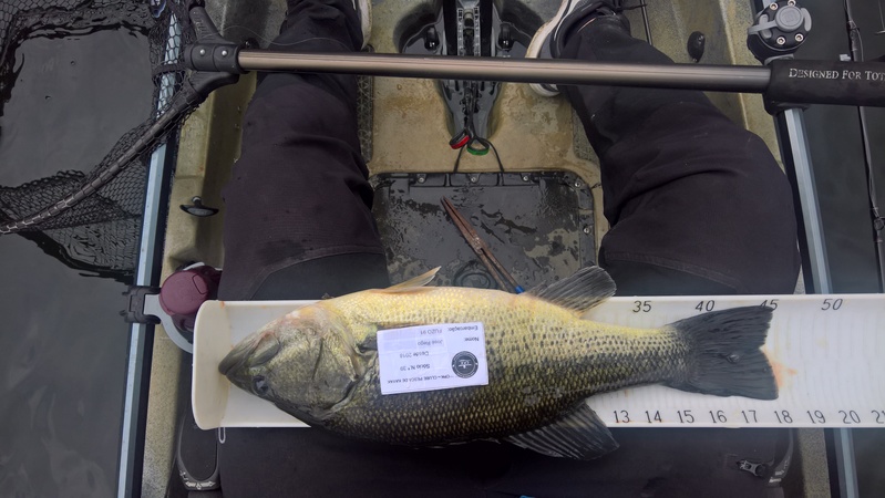 Fish Measure Picture
