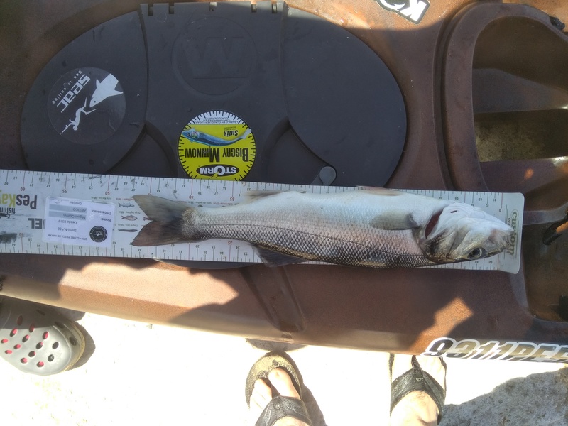 Fish Measure Picture